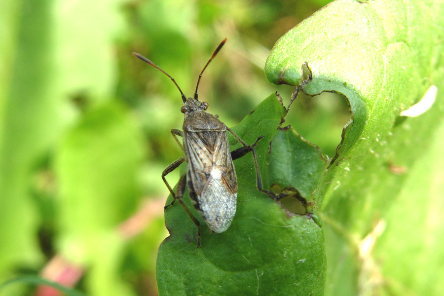 Closterotomus & Co. (Heteroptera)